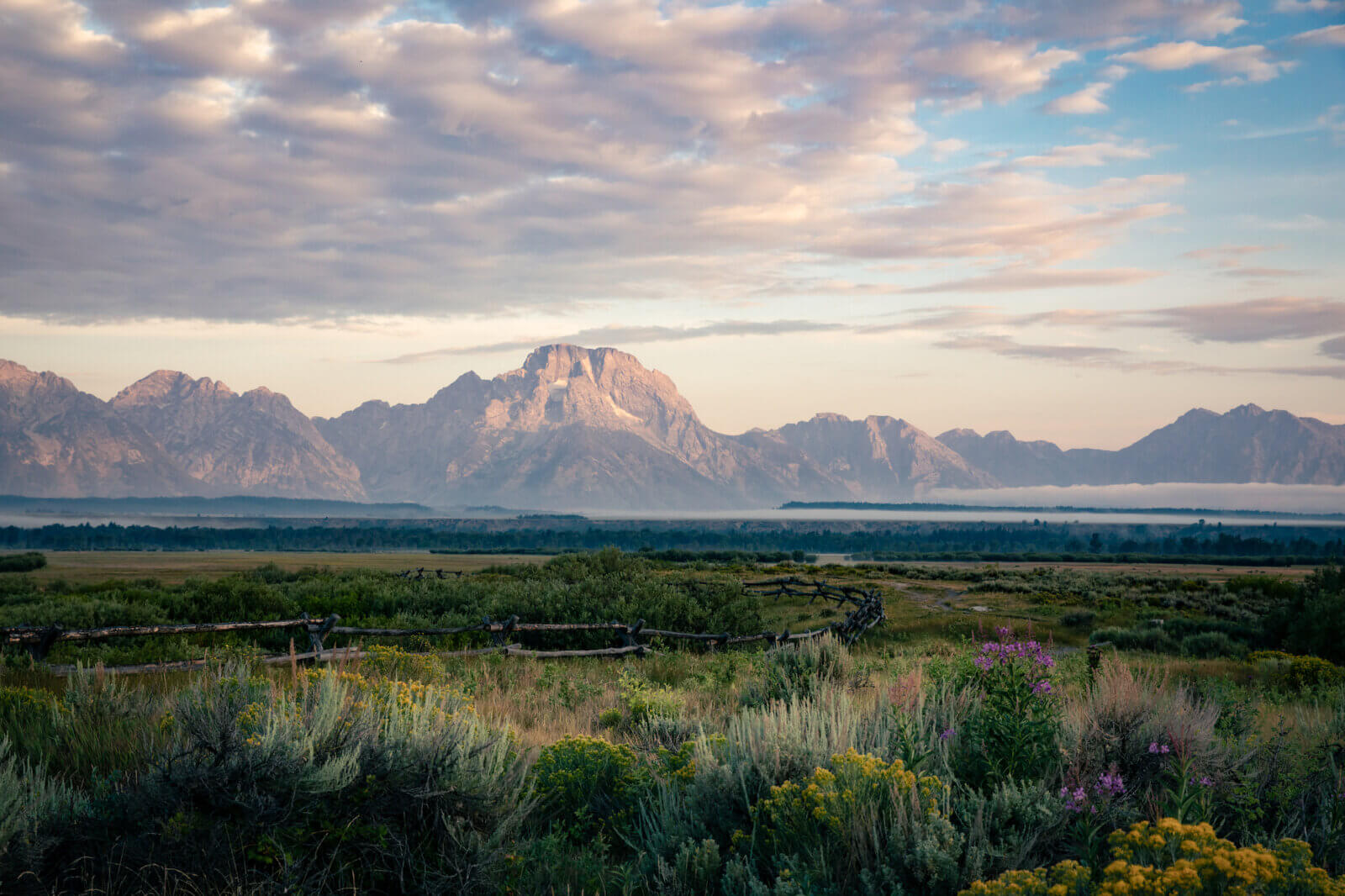 Wildflowers in Grand Teton National Park.