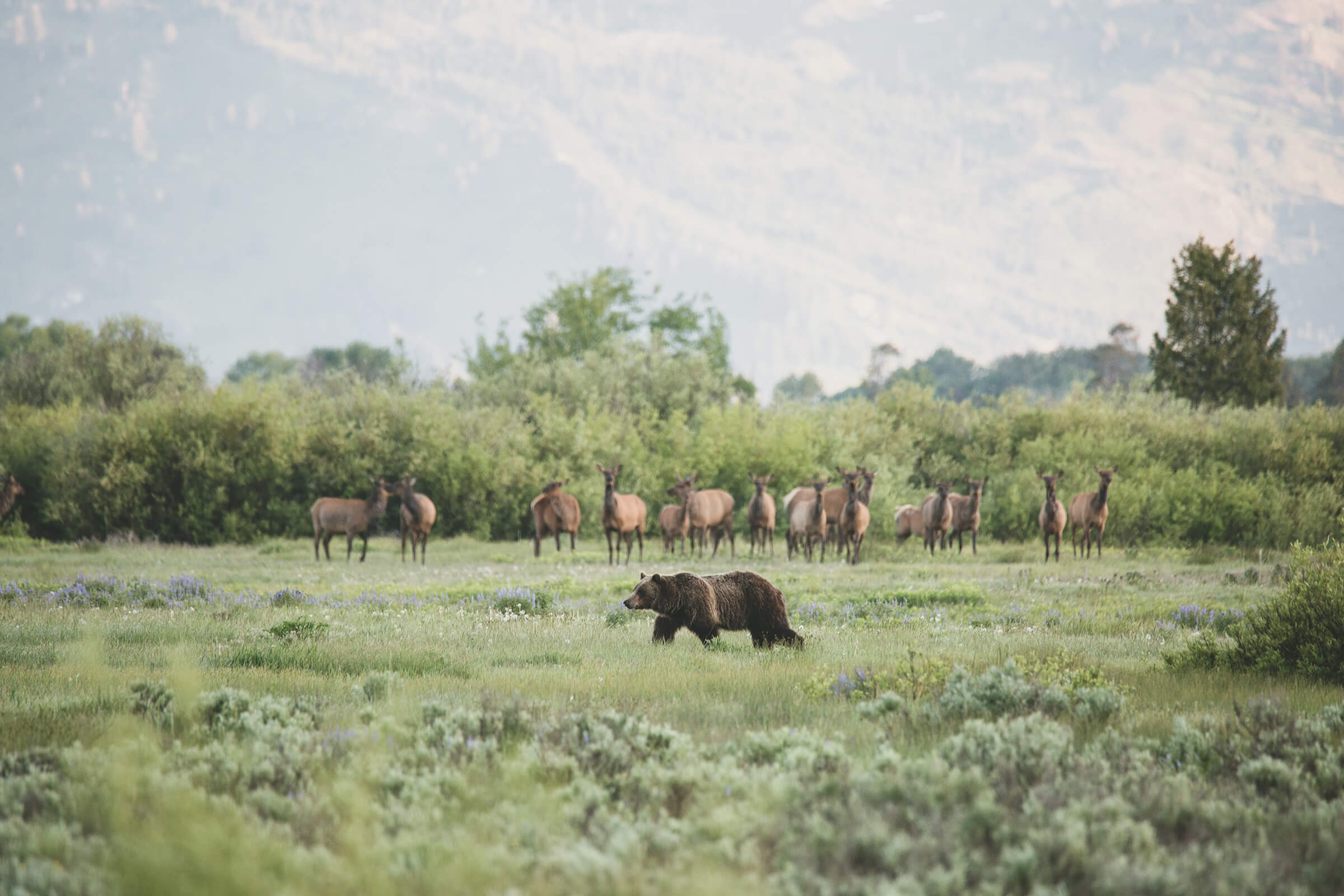 Wildlife in Grand Teton National Park